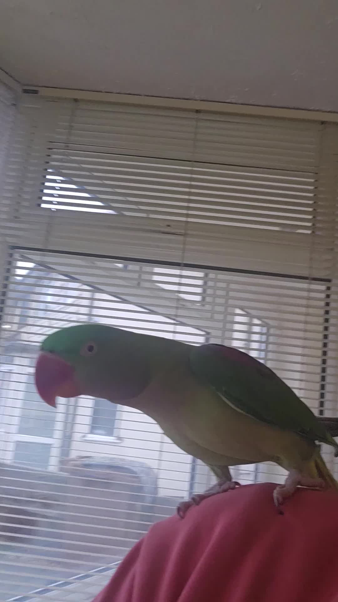 Parrots birds for sale: Alexandrine parrot - Video 1