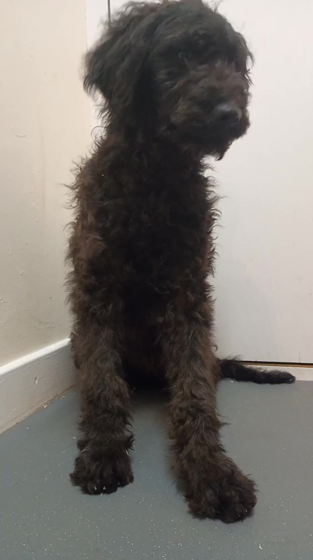 Goldendoodle dogs for sale: 2 Beautiful Goldendoodle pups remaining  - Video 3