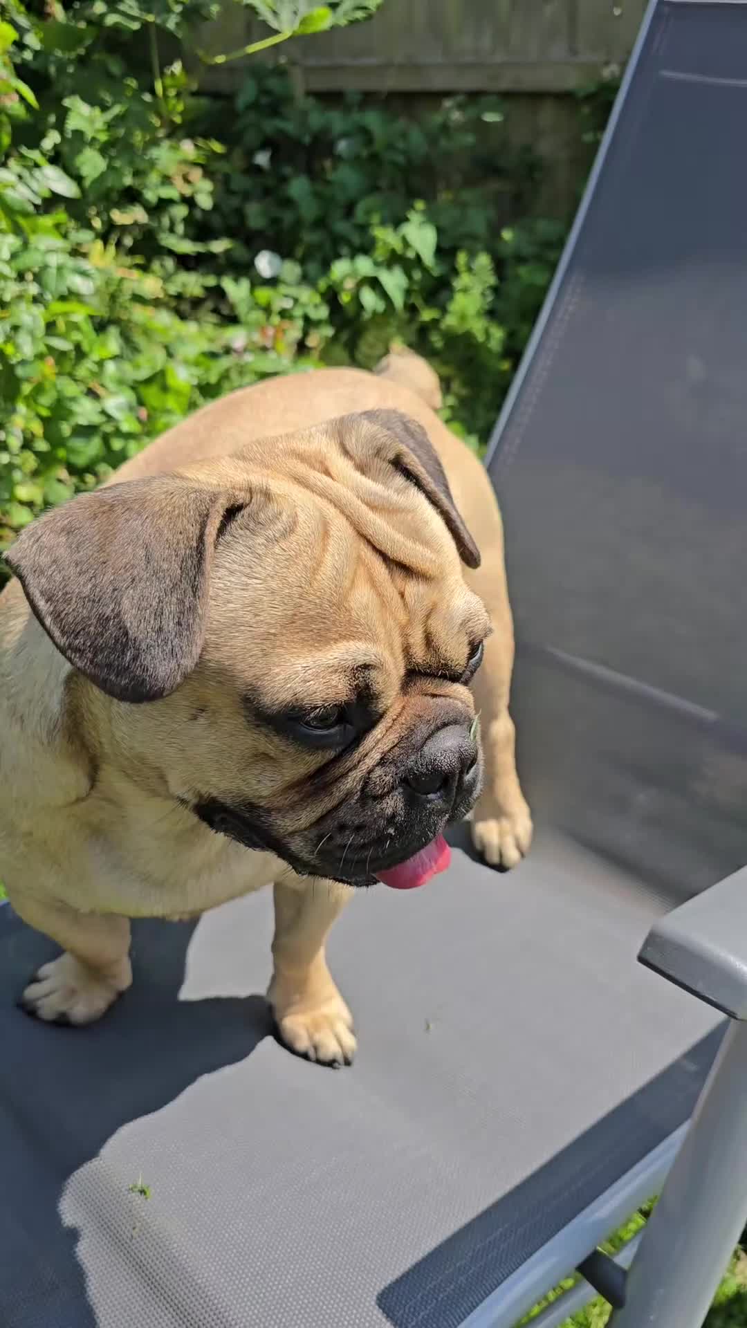 Frug dogs for sale: Beautiful and sweet Frug boy - Video 2