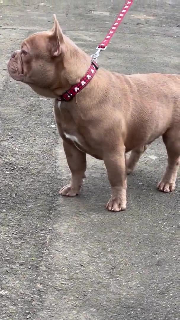 French Bulldog dogs for stud: Proven Kc registered fawn isabella ready for stud in Bradford - Video 3