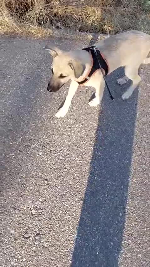 Mixed Breed dogs for adoption: OZZY, a Lovely Puppy Boy - for a Loving Home - Video 1