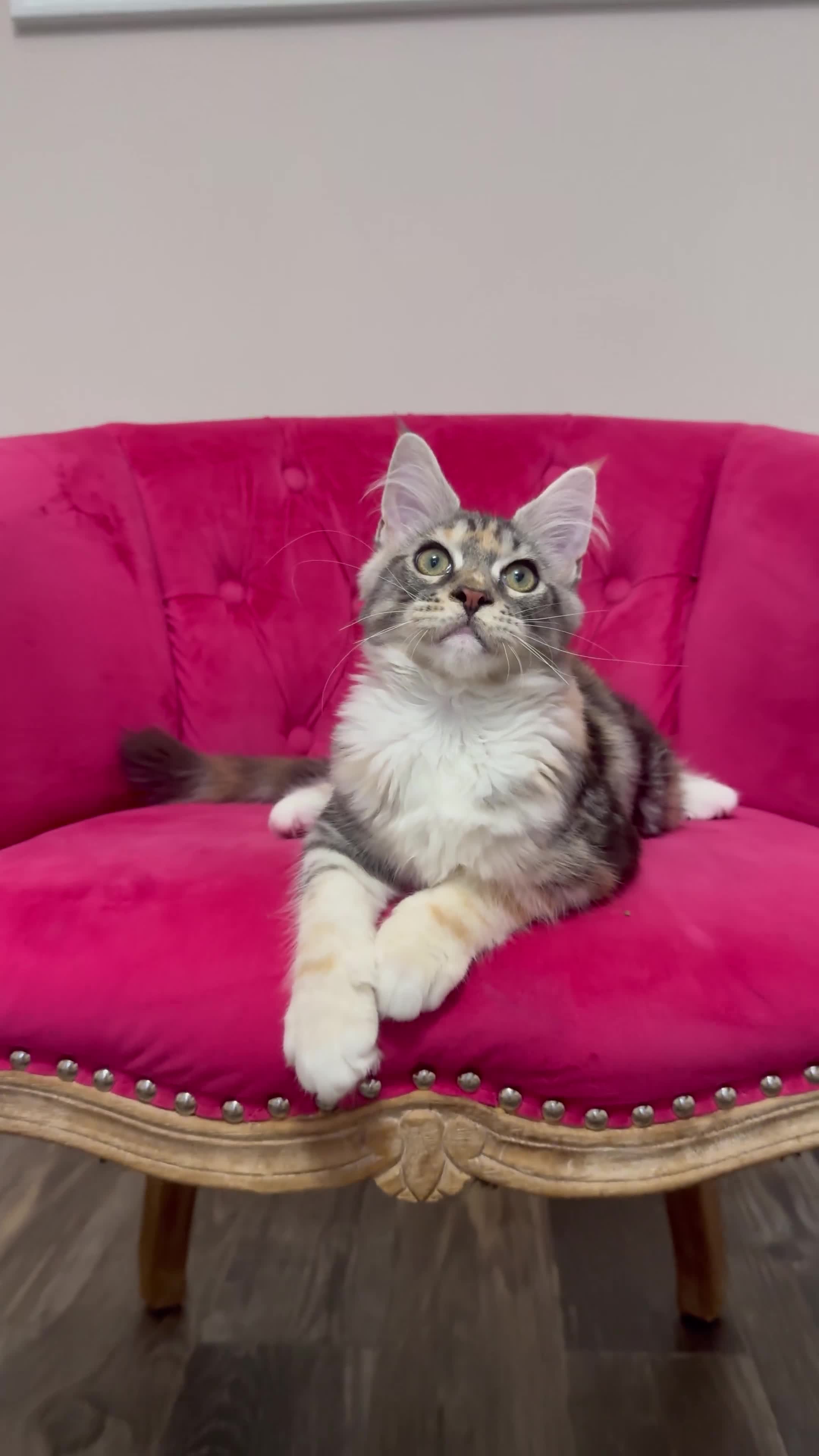Maine Coon cats for sale: MaineCoon Kitten 🏆 20+Gen 🧬 Outstadning Pedigree - Video 1
