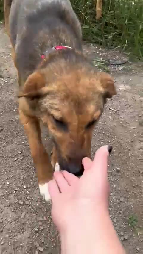 Mixed Breed dogs for adoption: CORA - a Beautiful & Kind Girl, for a Loving Home - Video 1