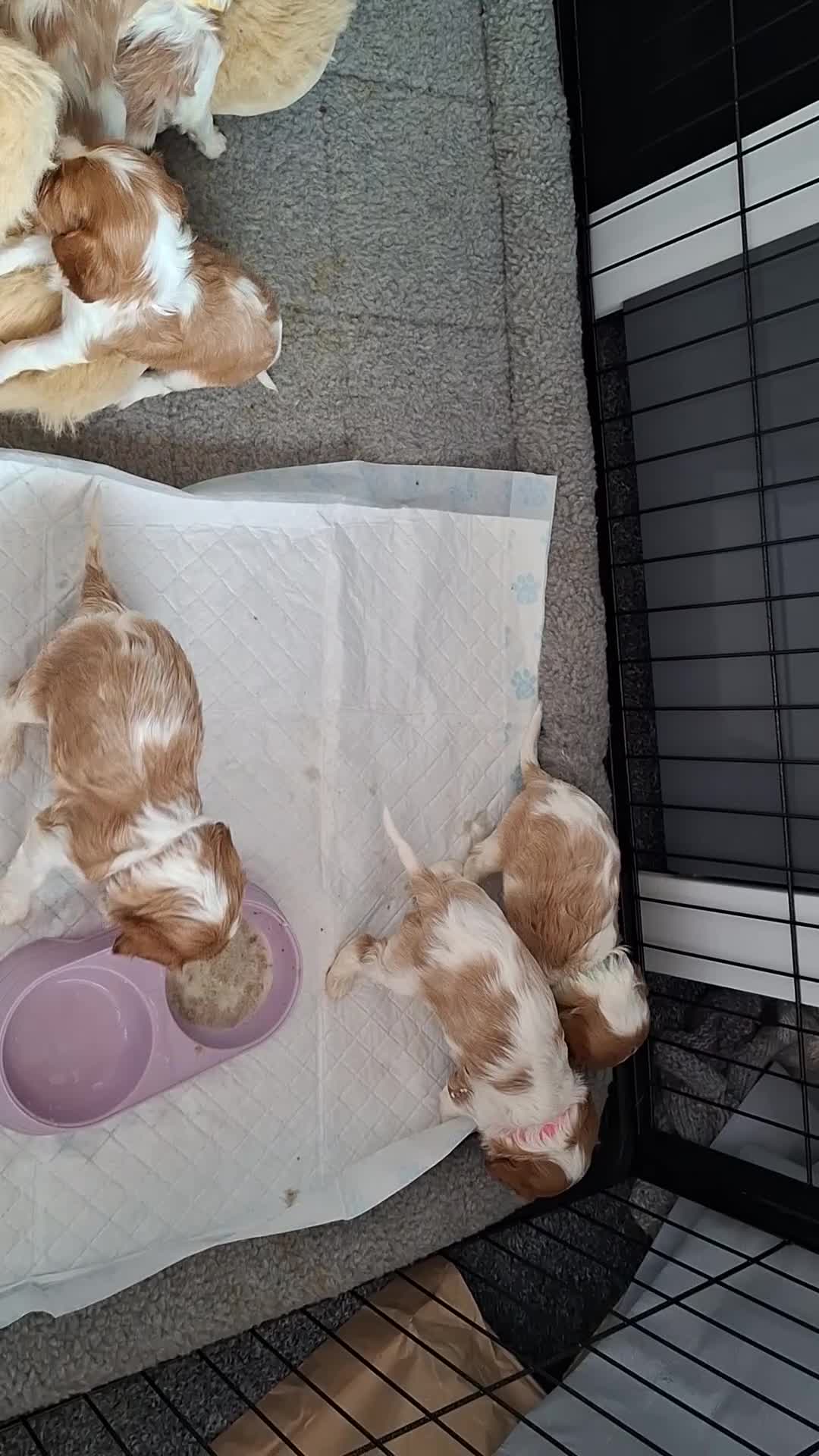 Cavalier King Charles Spaniel dogs for sale: Cavalier Puppies - Video 2