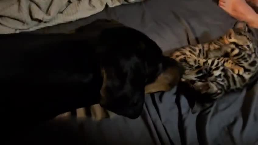 Bengal cats for sale: Guaranteed to be Cuddly *Breed quality*  - Video 4