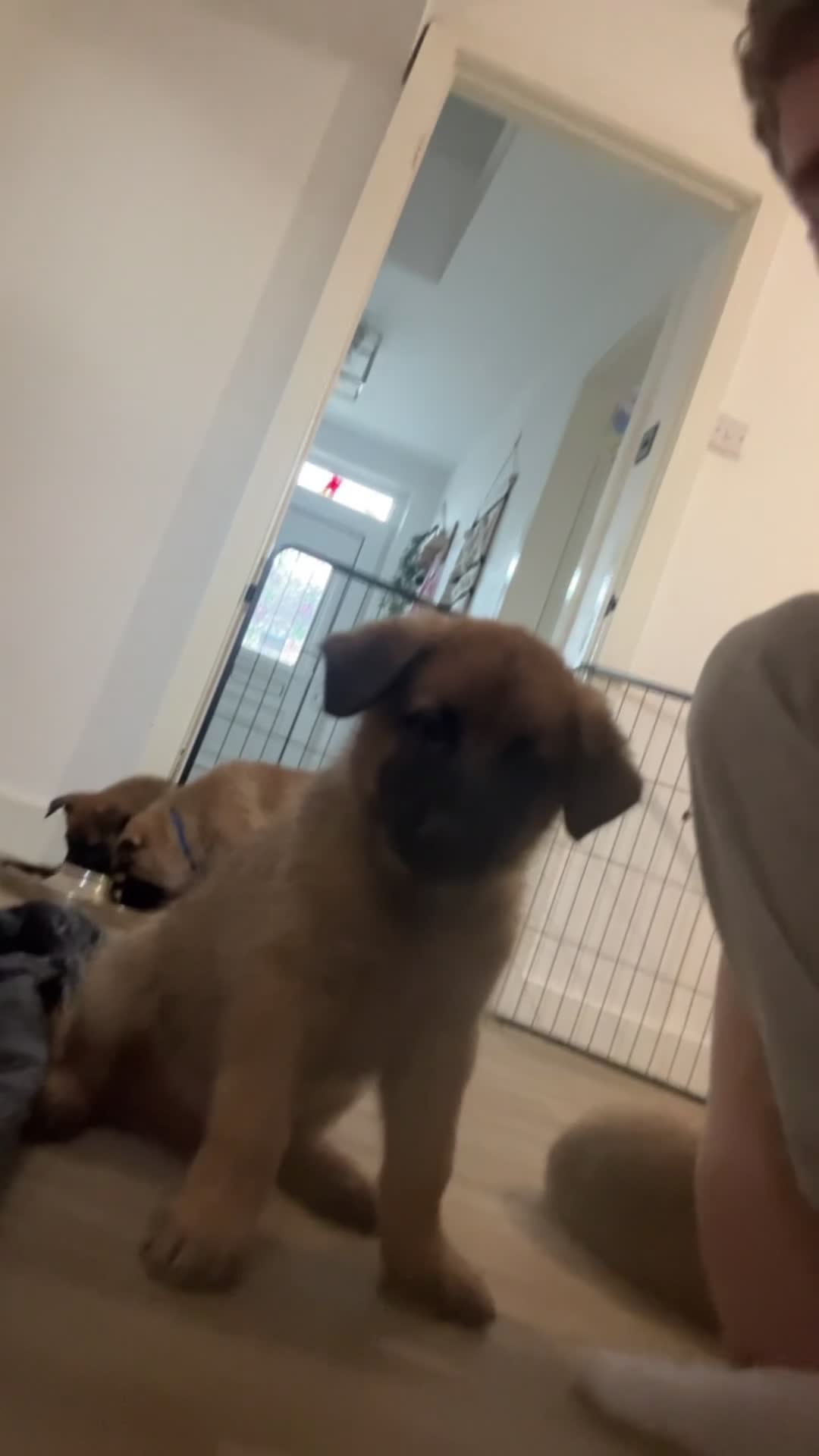 Mixed Breed dogs for sale: Malinois x GSD Puppies ONLY 2 Males Ready To Leave - Video 5