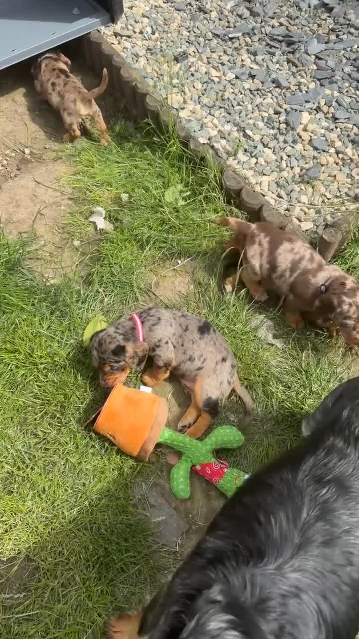 Mixed Breed dogs for sale: Beautiful litter of docker puppies chocolate:silve - Video 1