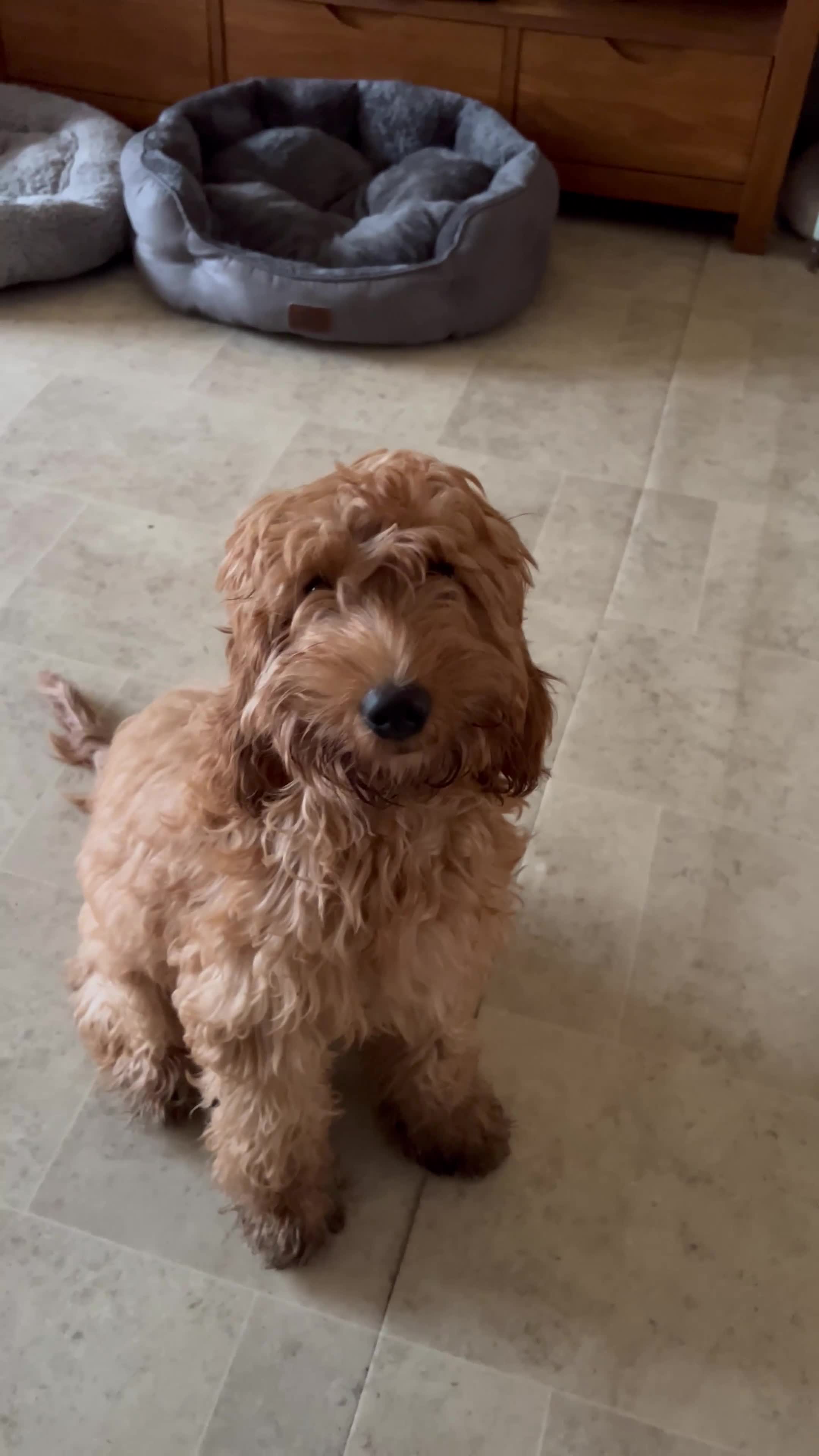 Cavapoo dogs for sale: F2 Cavapoo 6 month girl - Video 1