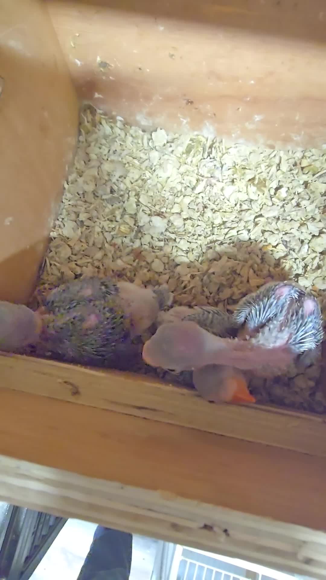 Ringnecks birds for sale: Baby Ringnecks 💥Sold💥 - Video 2