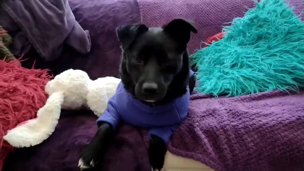 Mixed Breed dogs for adoption: Spirit for adoption - Video 1