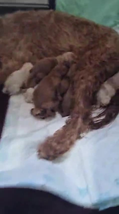 Cavapoo dogs for sale: Cavapoo fb1 in Hartlepool - Video 2