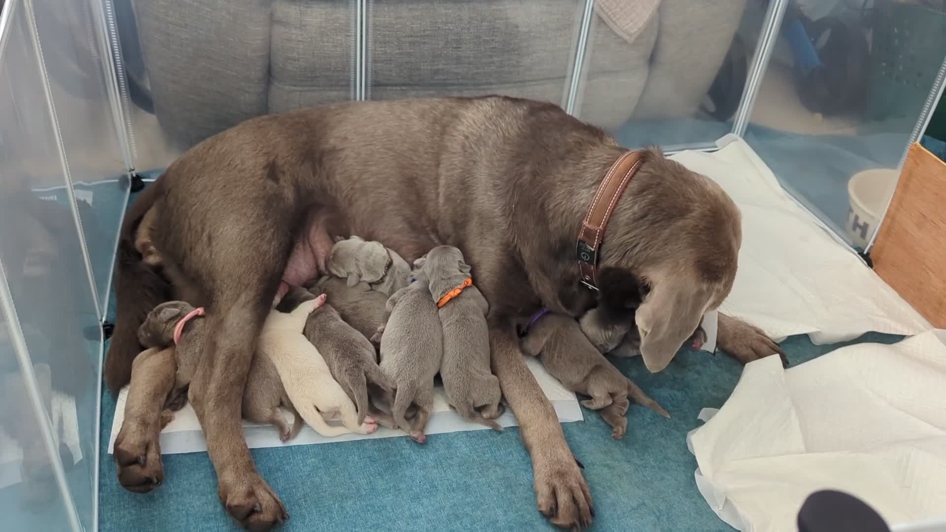 Labrador Retriever dogs for sale: Silver Labrador  - Video 1