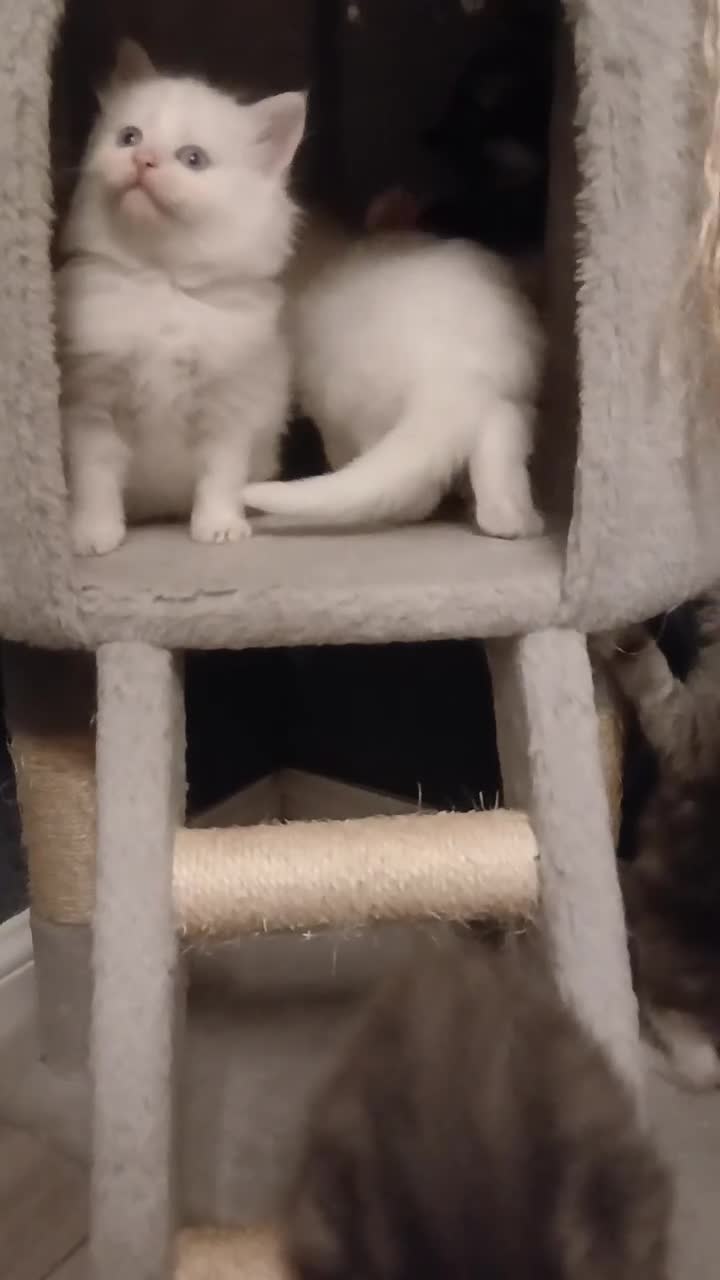 Maine Coon cats for sale: Mainecoon kittens  - Video 2