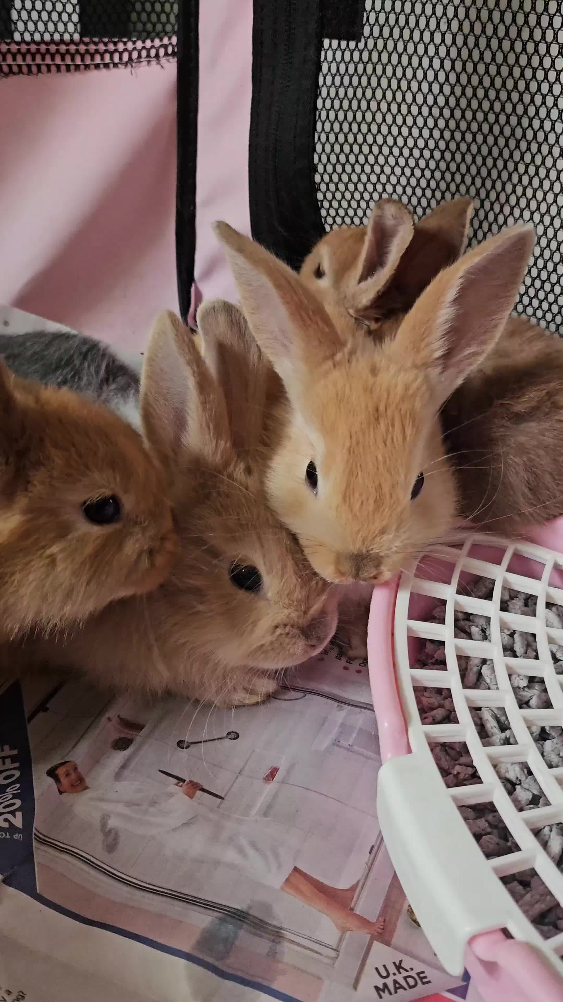 Mixed Breed rabbits for sale: Baby rabbits  - Video 1
