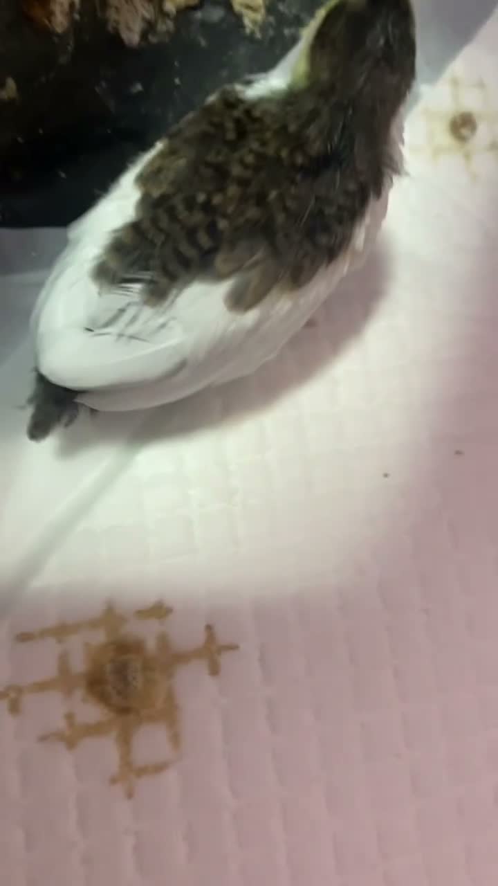 Mixed Breed birds for sale: 2 Chinese painted quails  in Stoke-on-Trent - Video 1