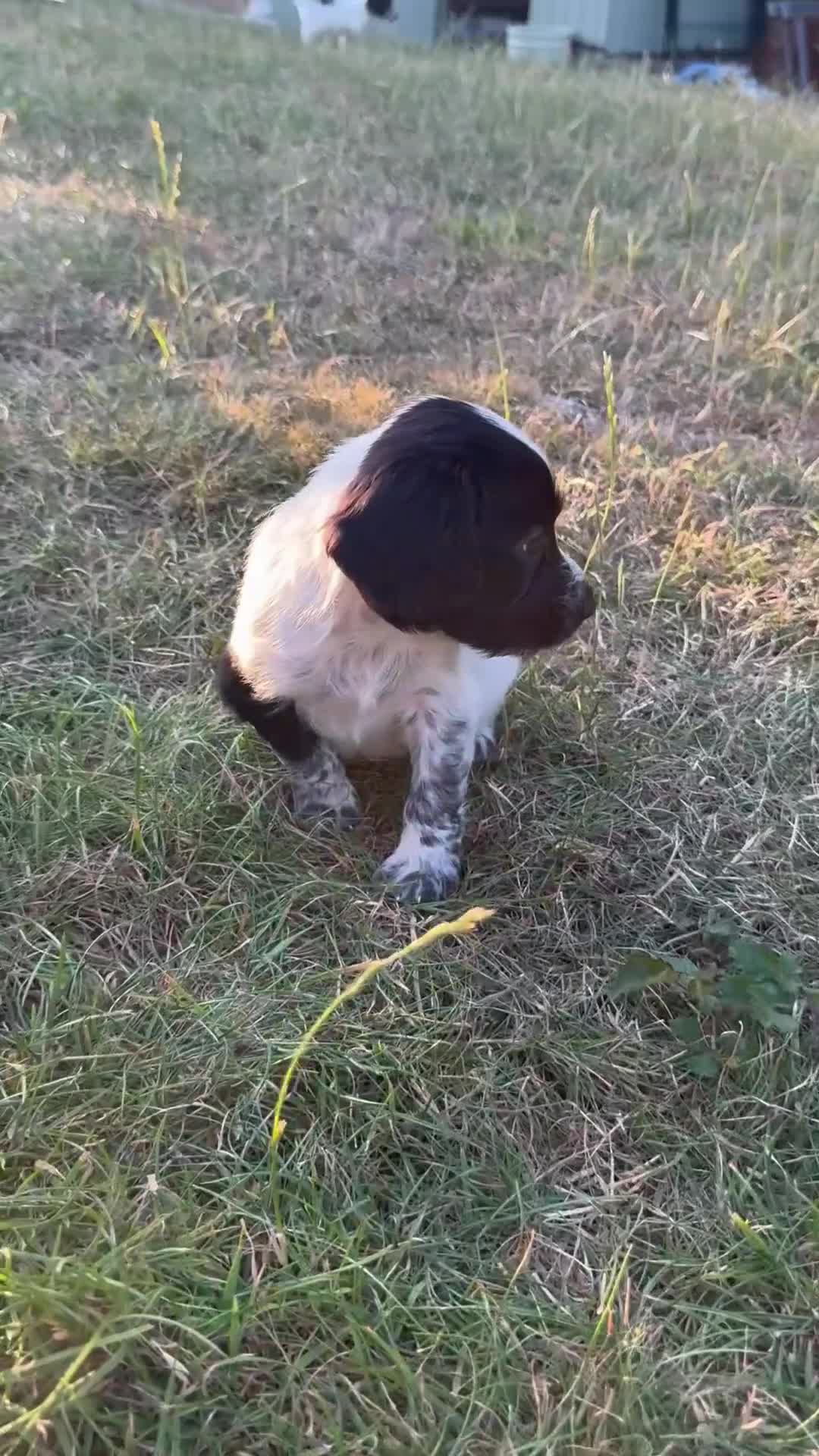 Cocker Spaniel dogs for sale: Working cocker spaniel puppies - Video 3