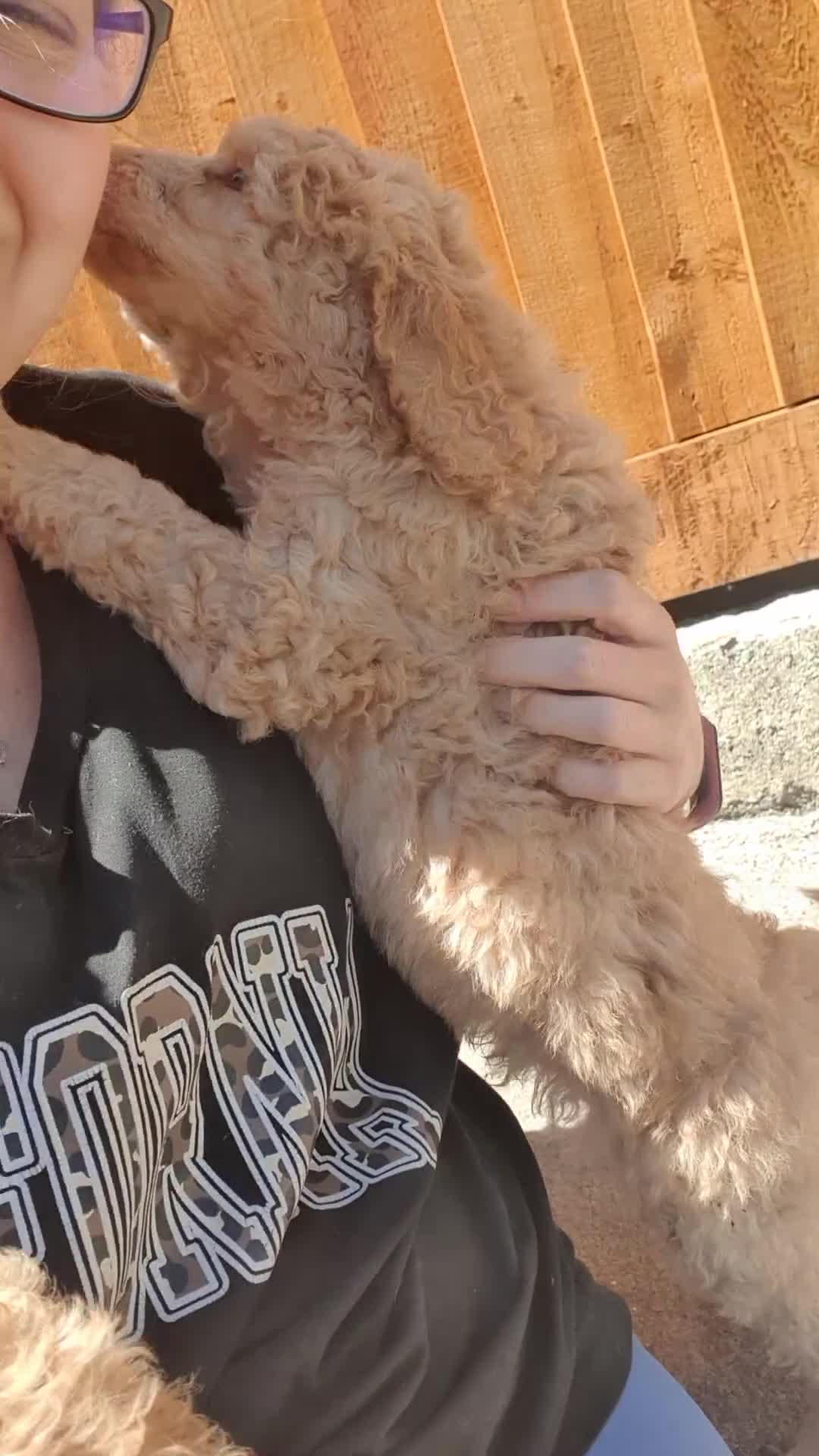 Standard Poodle dogs for sale: Standard poodle puppy's kc reg - Video 1
