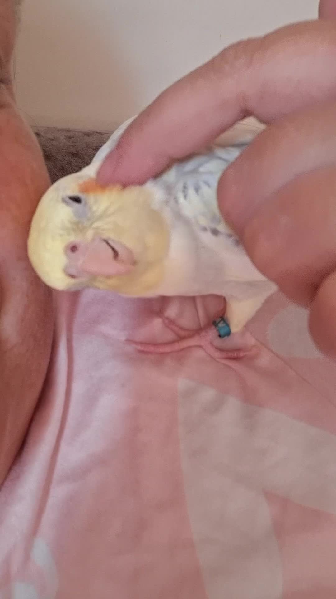 Cockatiels birds for sale: 2 Silly tame girl cockatiels plus all they need - Video 1