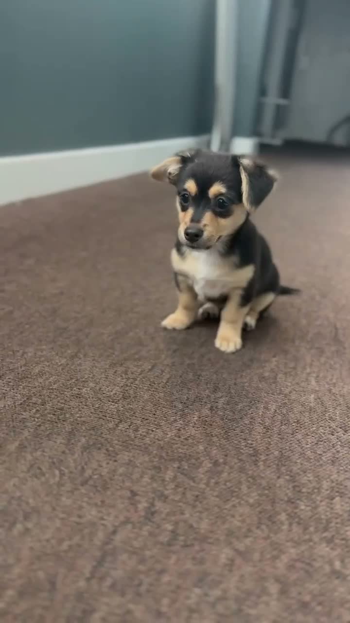 Mixed Breed dogs for sale: Maltese x JackChi puppies - ready to go - Video 1
