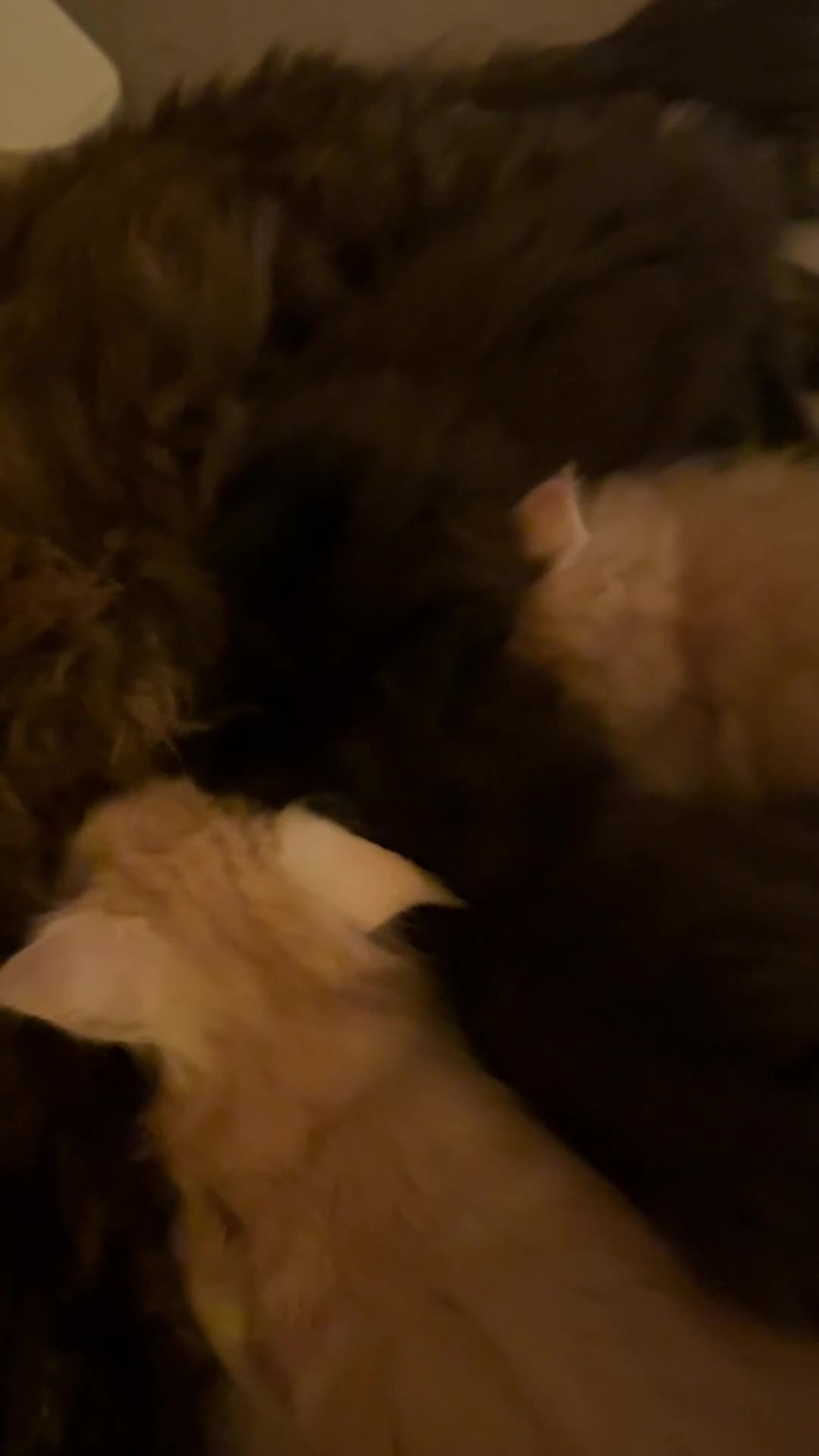 Maine Coon cats for sale: 🐾 GCCF Maine Coon Kittens 3 Red Smoke Black Boys - Video 4