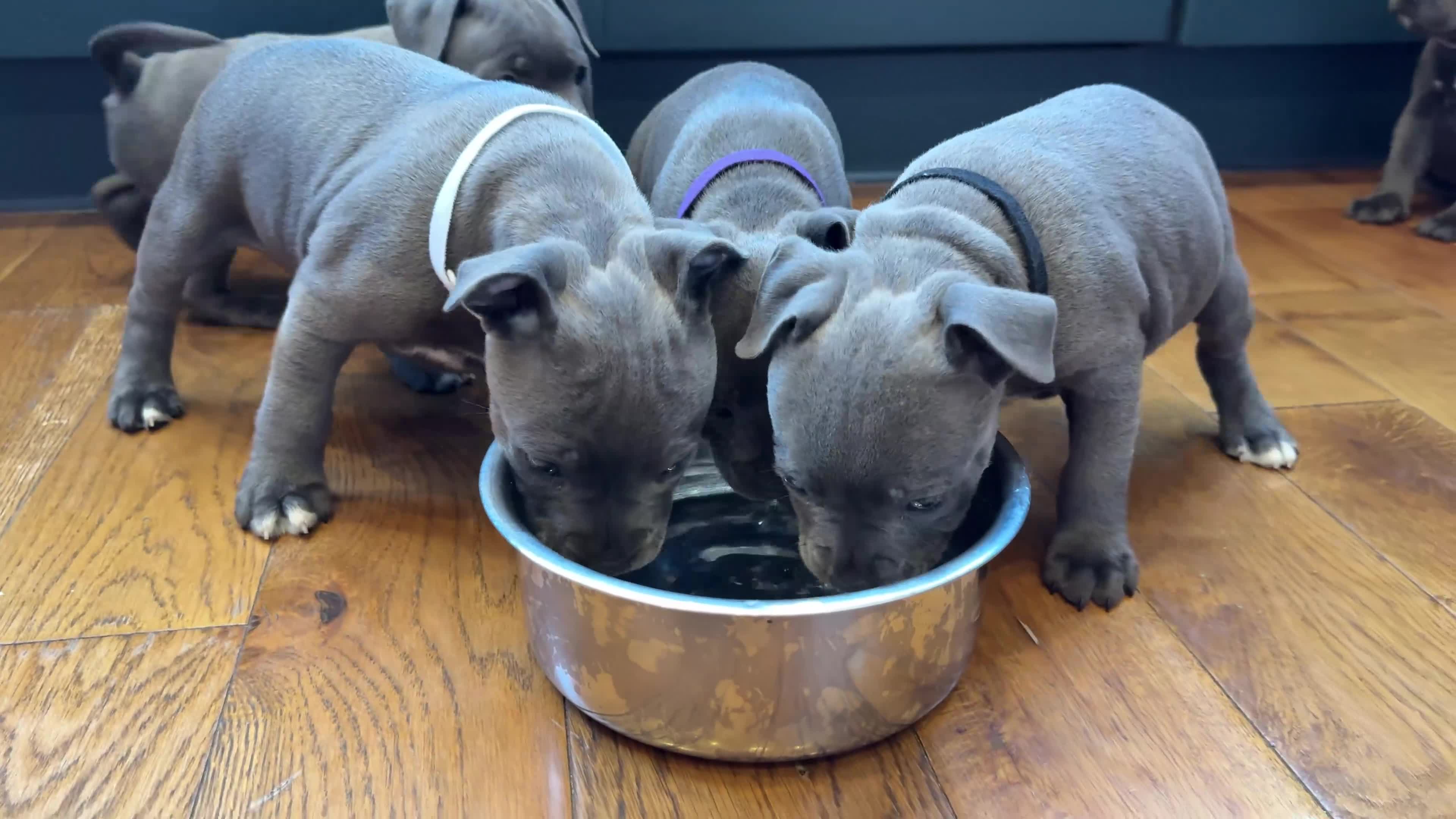 Staffordshire Bull Terrier dogs for sale: ❗️Adorable Staffy Puppies for Sale❗️ - Video 2
