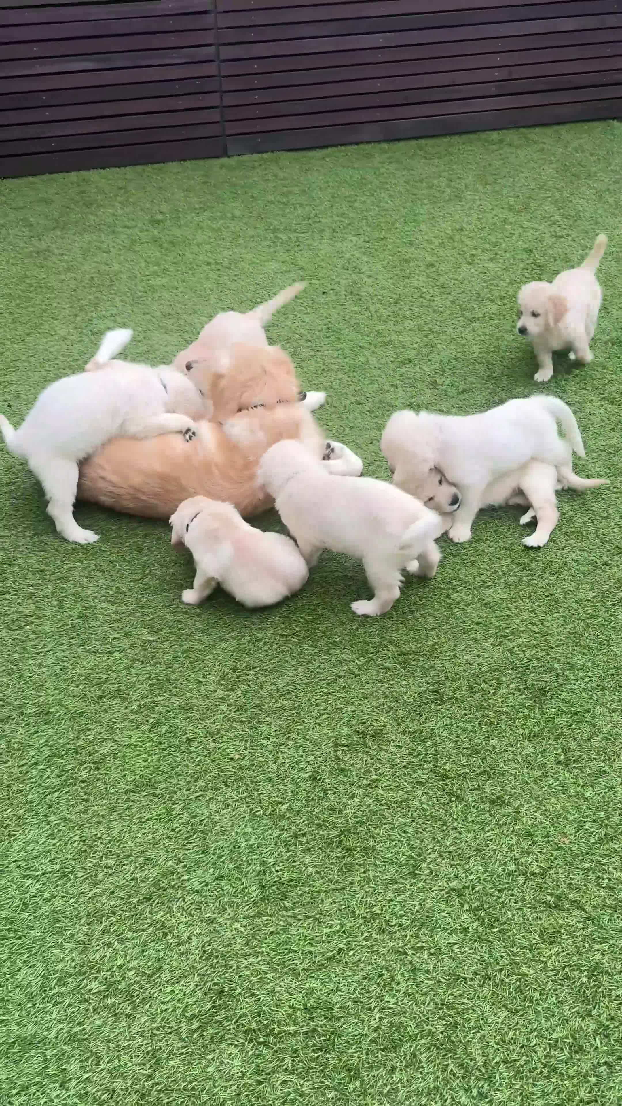 Golden Retriever dogs for sale: KC Champion Line Golden Retriever puppies💗💙 - Video 3