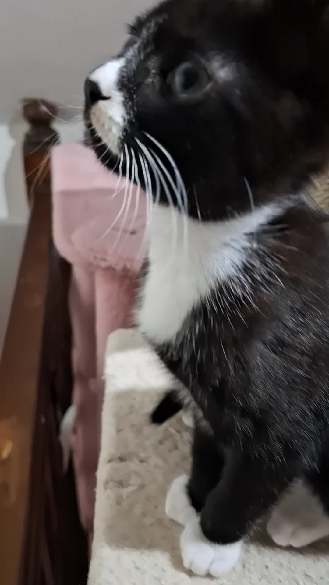 Siamese cats for sale: Kitten boy  - Video 1