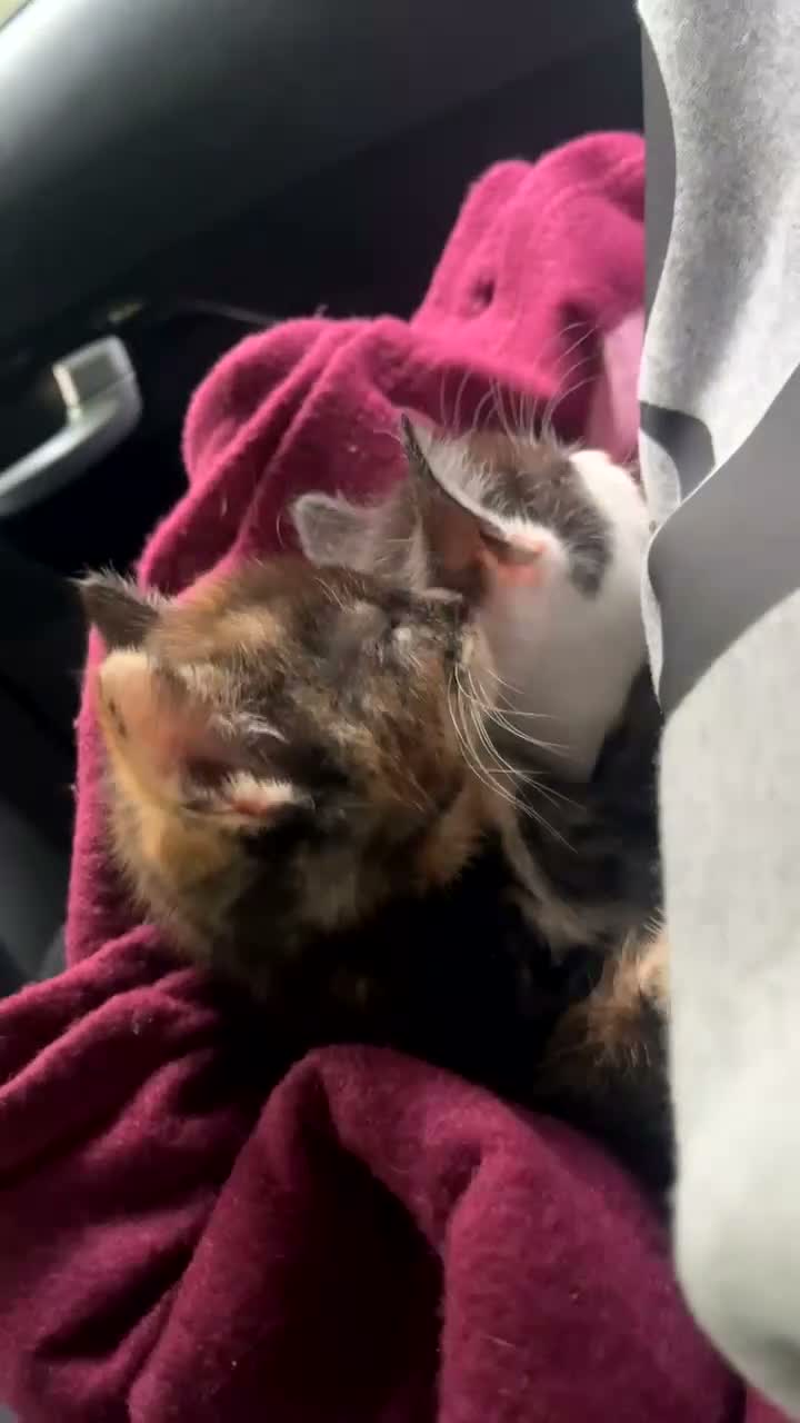 Mixed Breed cats for sale: Kitten in Rotherham - Video 1