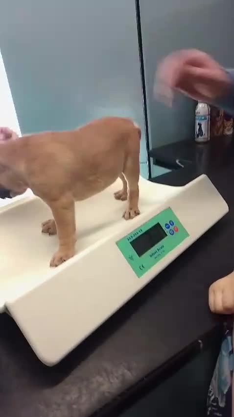 English Bulldog dogs for sale: BARBIEBULLS BULLDOGS - Video 1