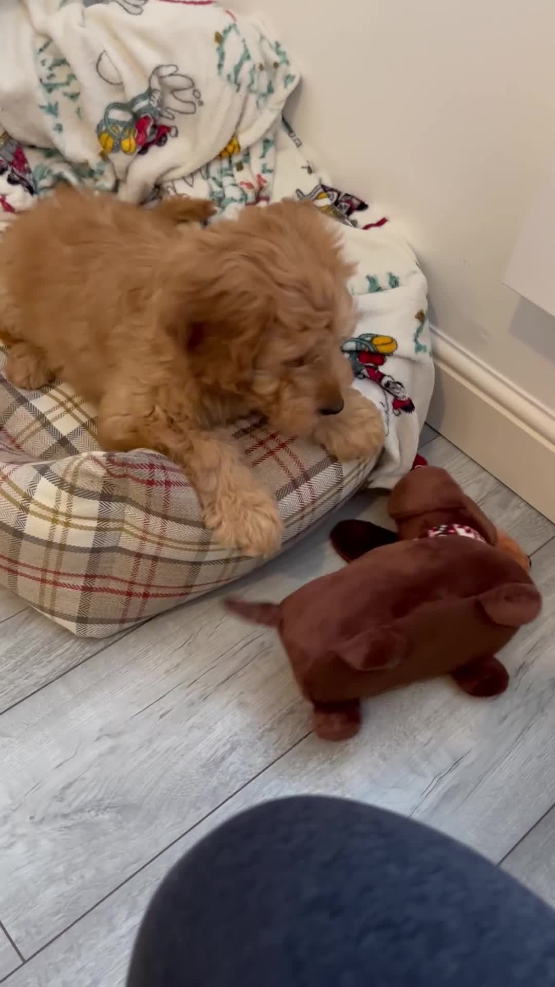 Cockapoo dogs for sale: Cockapoo (READY TO GO NOW) - Video 1