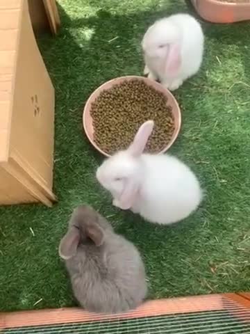 Mixed Breed rabbits for sale: White Albino Mini lops 2 girls and 1 boy left - Video 1