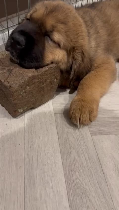 Mixed Breed dogs for sale: Very Rare Tibetan Saint Puppies 2nd Gen - Video 3