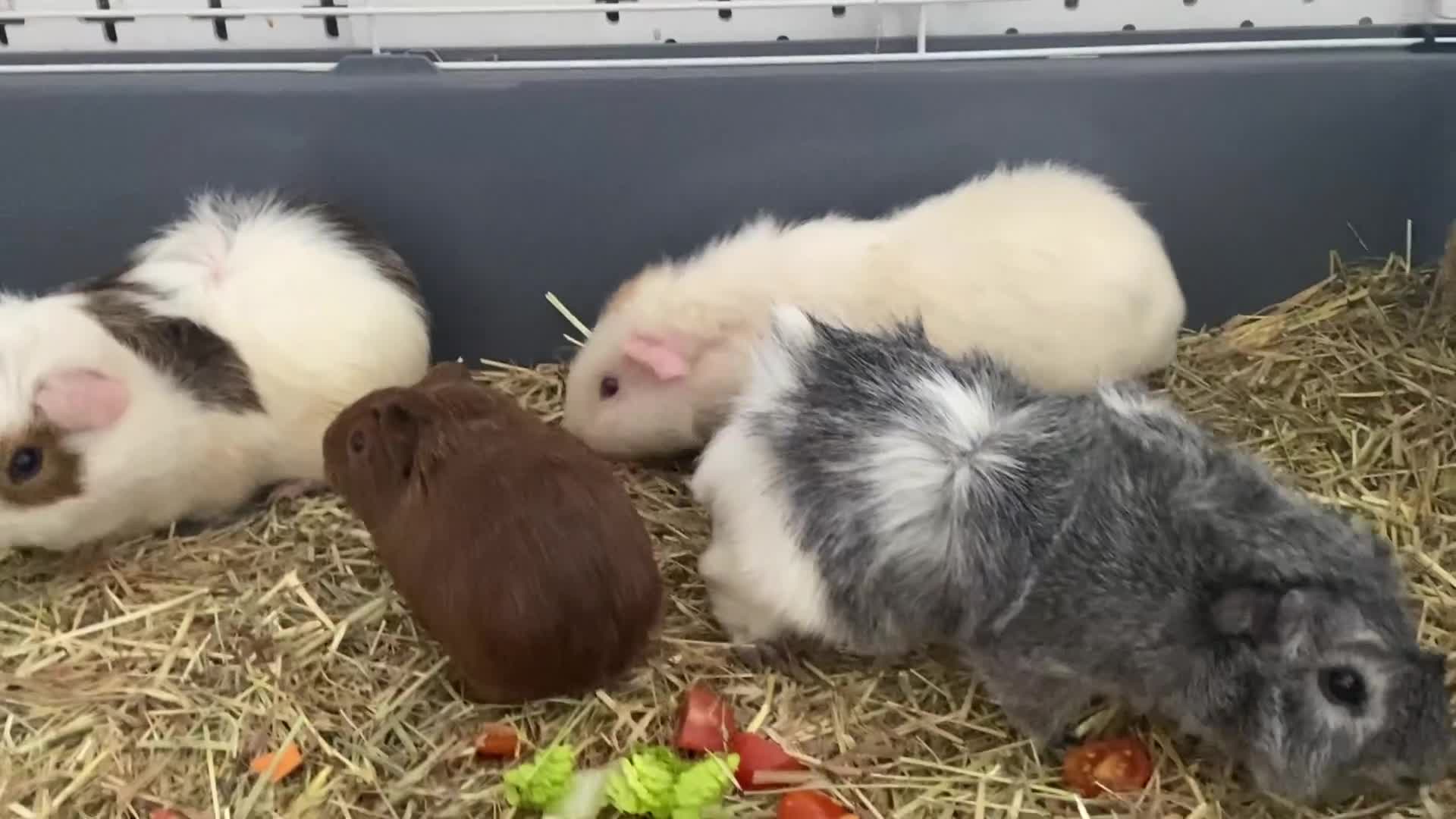 Guinea Pig rodents for sale: Abysinnian Rosette Guinea Pig  - Video 1