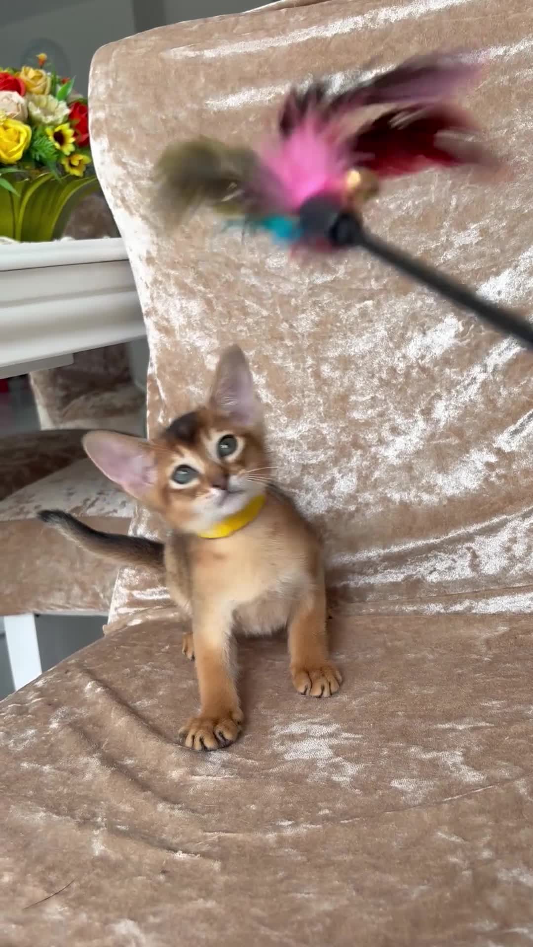 Abyssinian cats for sale: Beautiful abyssinian kittens - Video 3