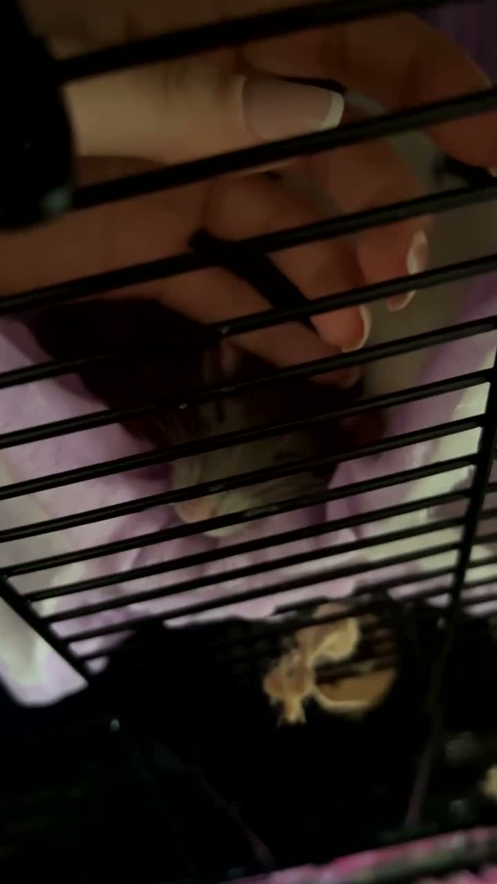Rat rodents for sale: Cannoli and Roli in Buxton - Video 2