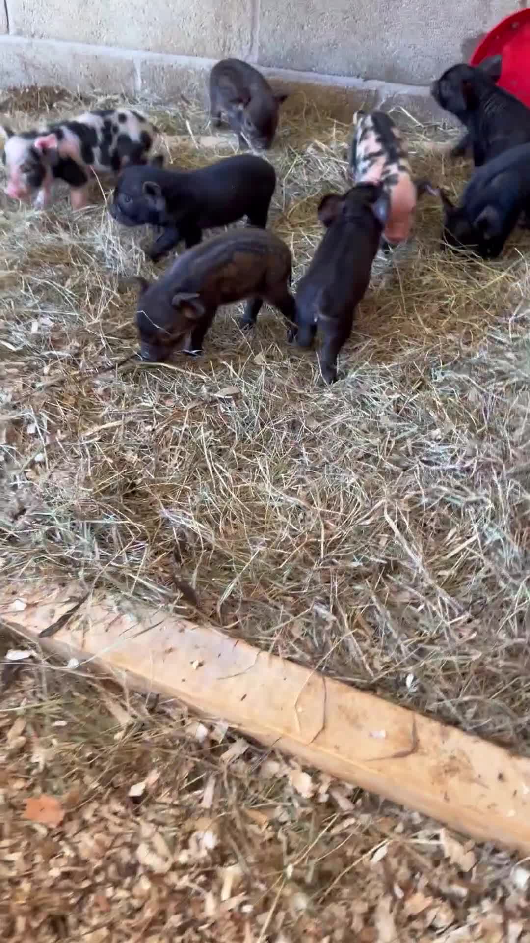 Pig livestock for sale: Kunekune piglets for sale  - Video 1