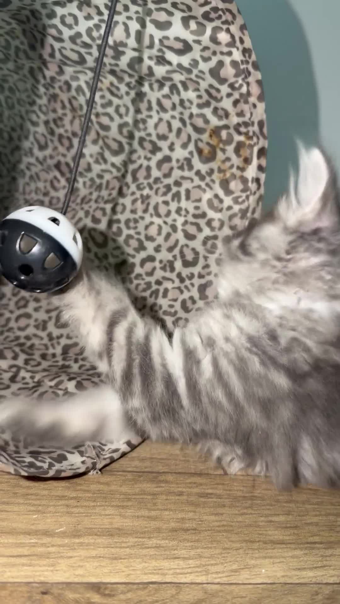 Maine Coon cats for sale: Maincoon kittens  - Video 4
