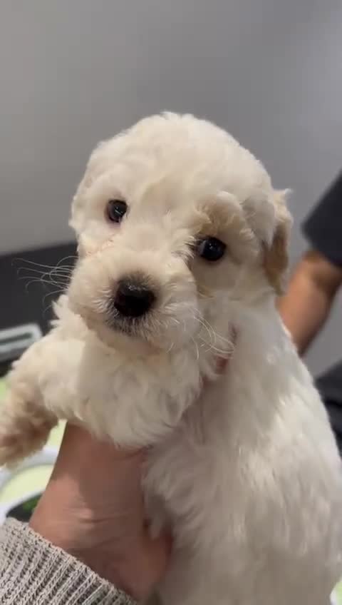 Cockapoo dogs for sale: 💛*COCKERPOO’S READY NOW in Cheshire*💛🏡 - Video 3