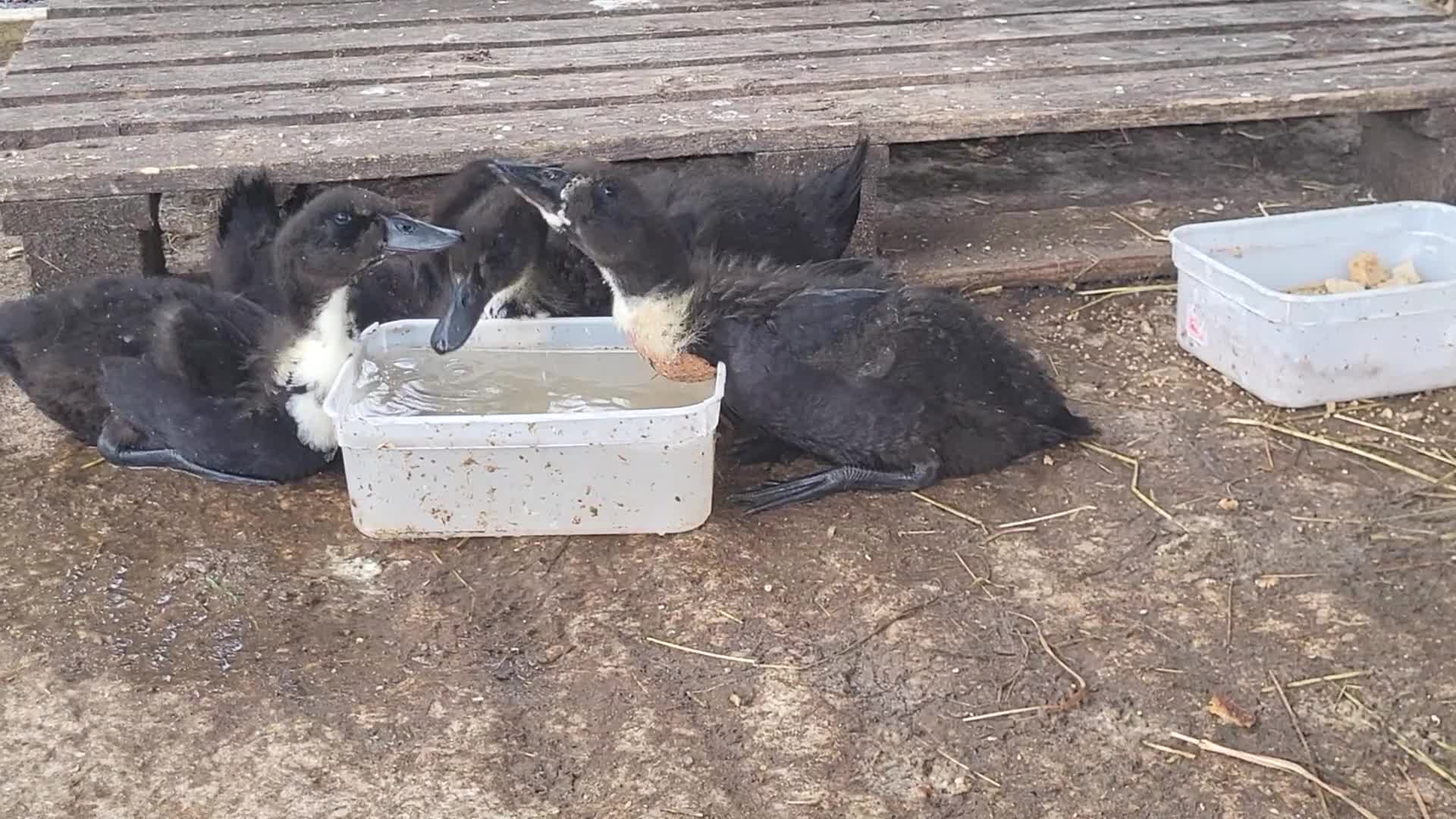 Ducks poultry for sale: 4 Rare Breed Shetland Ducks - Video 1
