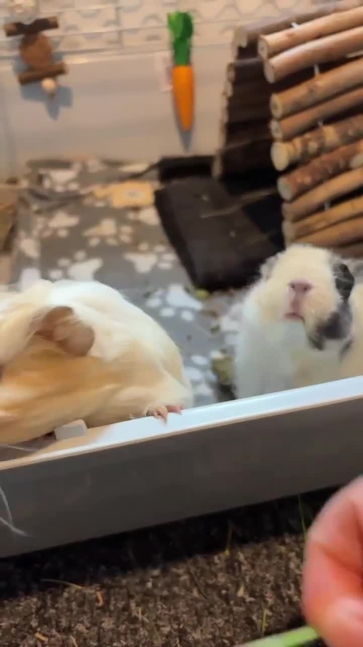Guinea Pig rodents for sale: guinea pig  - Video 2