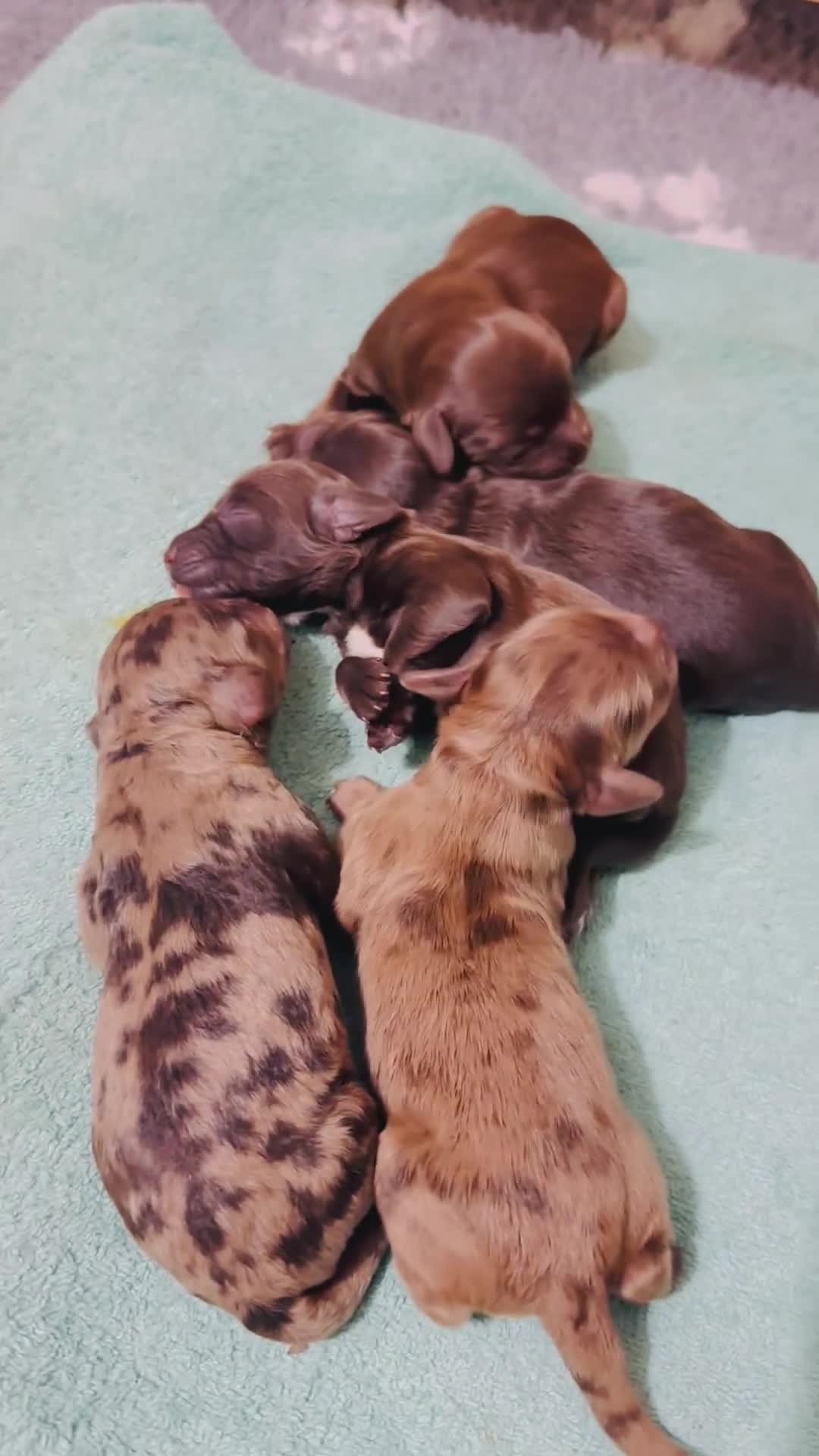 Cockapoo dogs for sale: Merle/ Red and Chocolate brown cockapoo puppies - Video 2