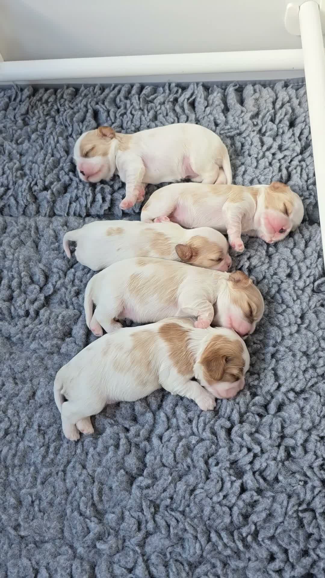 Cavalier King Charles Spaniel dogs for sale: KC Reg Health Tested Cavalier Puppies born 3/9 - Video 2