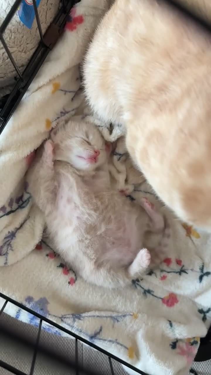 Mixed Breed cats for sale: 2 beautiful kittens  - Video 3