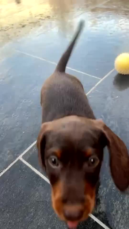 Doxiepoo dogs for sale: House trained READY NOW FOR THERE FOREVER HOMES ❤️ - Video 1