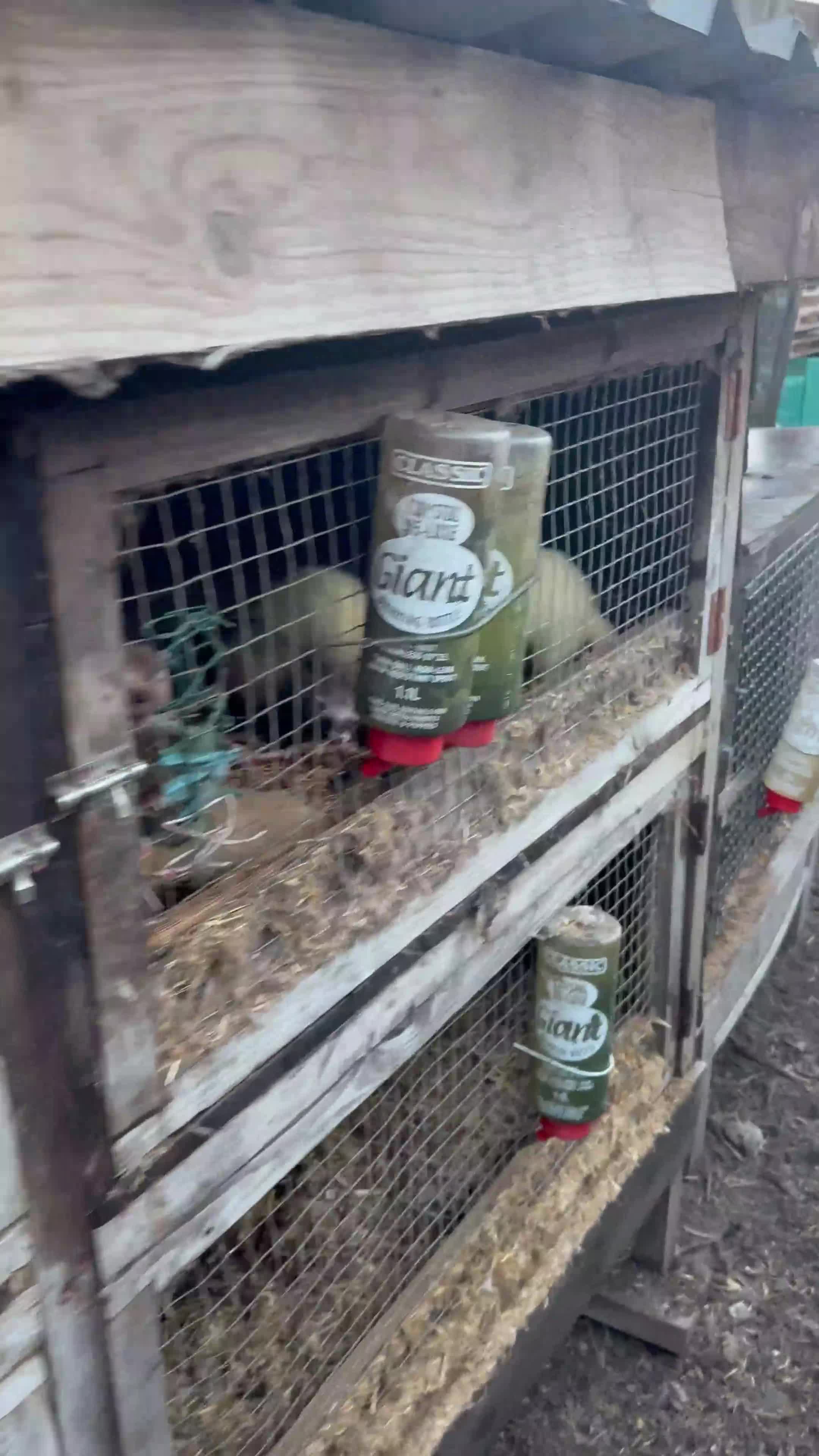 Ferret rodents for sale: Raccoon-coloured ferret girl - Video 1