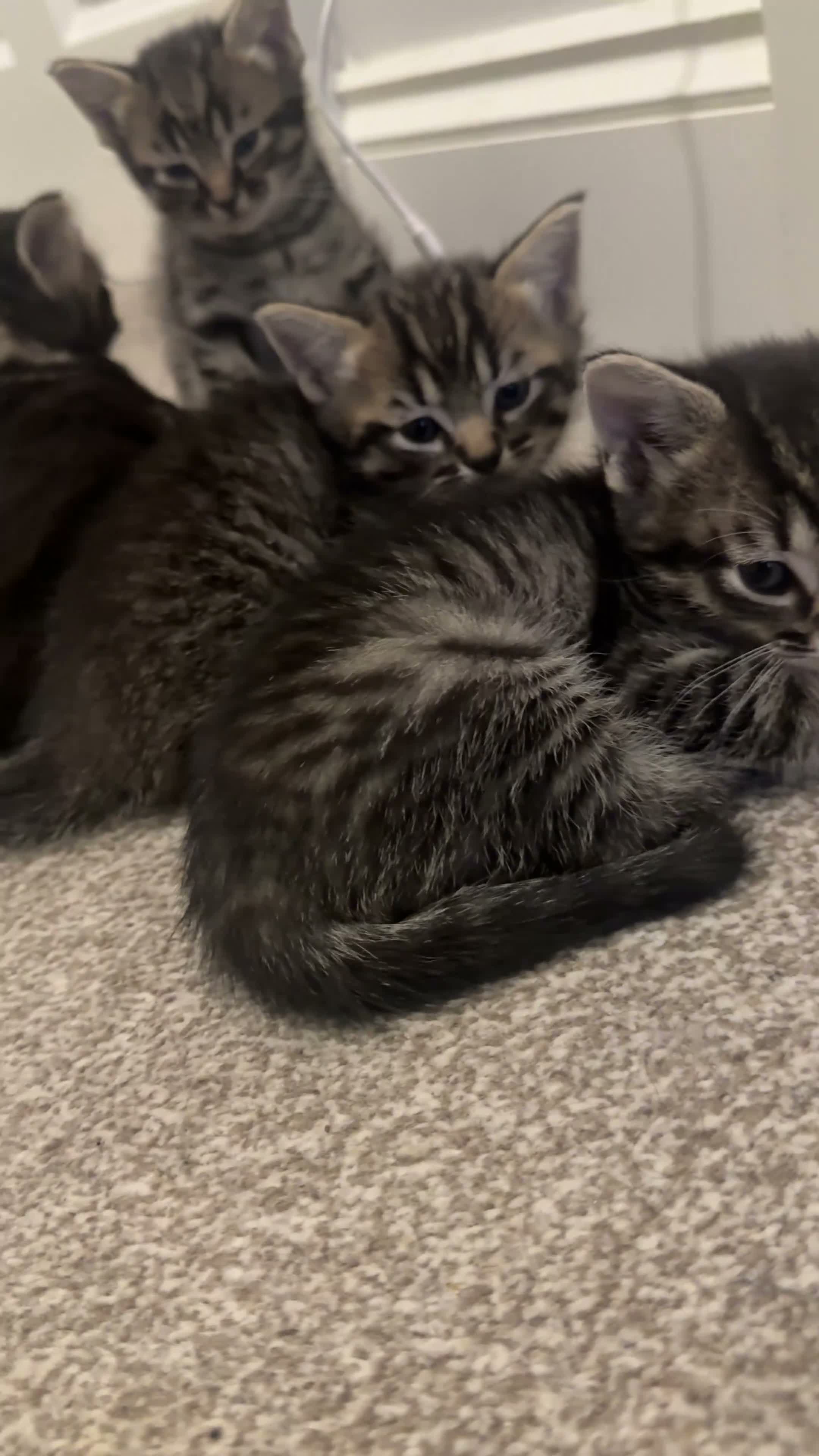 Ragdoll cats for sale: Ragdollxbritish short hair - Video 1