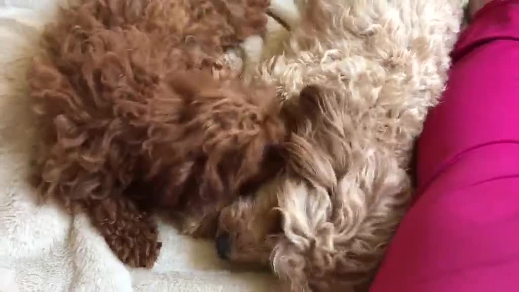 Maltipoo dogs for sale: Top quality DNA clear Asian  multi poo puppies in Birmingham - Video 2