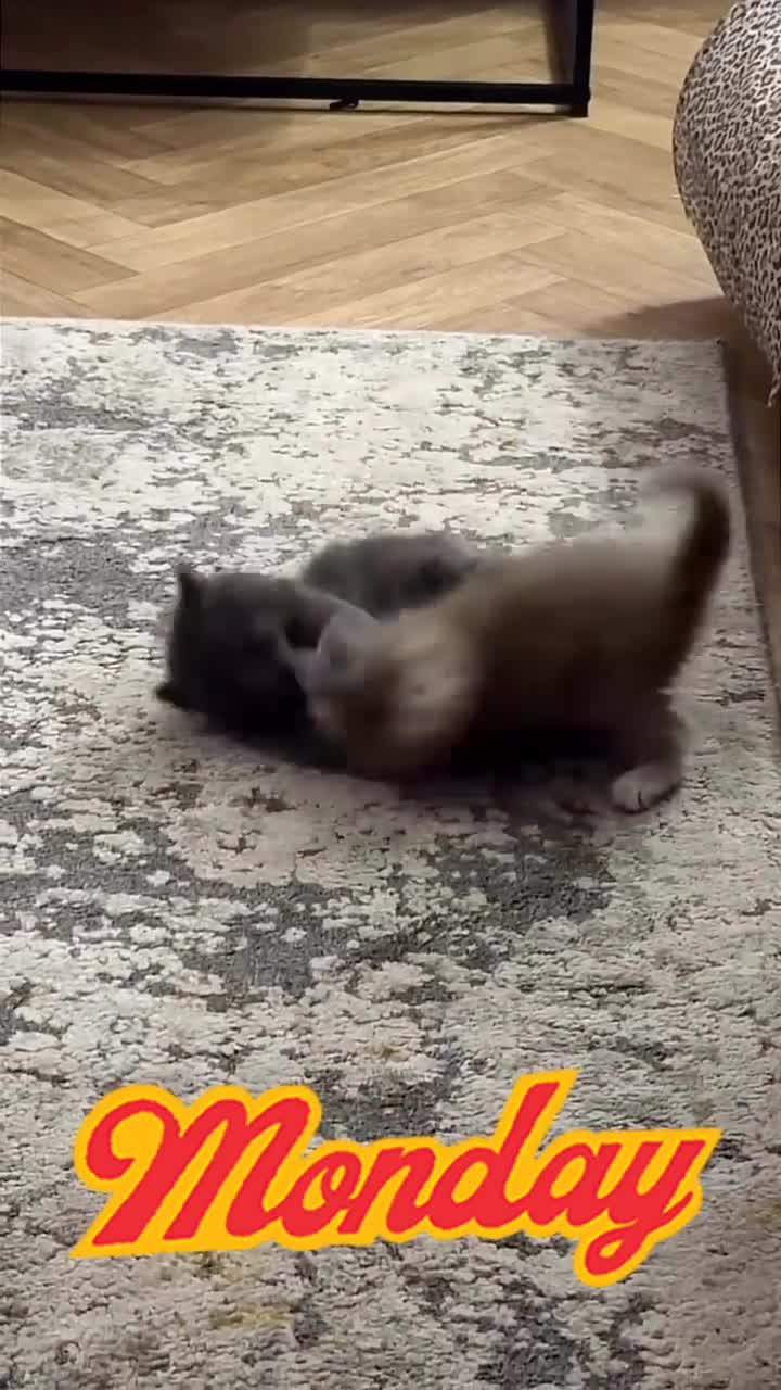 Maine Coon cats for sale: Maincoon kittens  - Video 3
