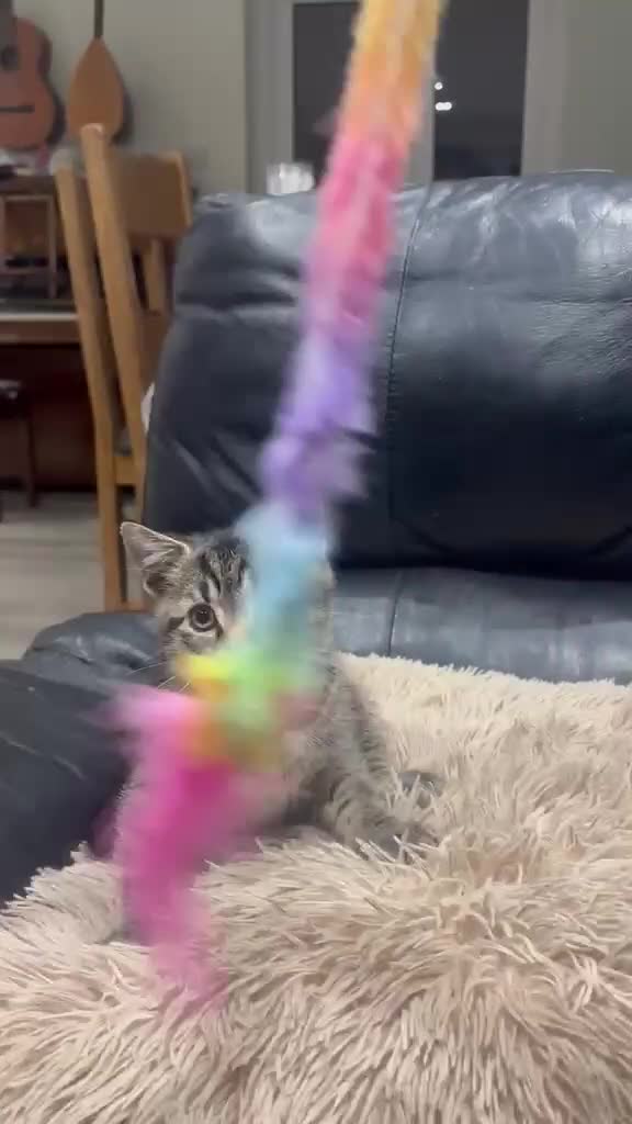 Mixed Breed cats for sale: Last One Left! Male Tabby Kitten - Ready Now - Video 1