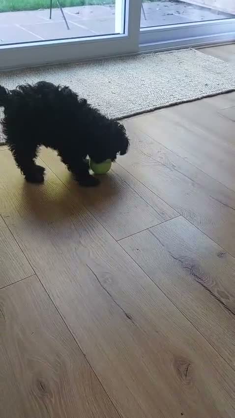 Toy Poodle dogs for sale: Toy Maltipoo puppy  - Video 2
